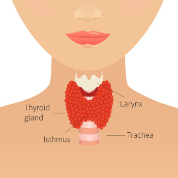 An illustration showing a cross section of a woman's lower face and neck. The thyroid gland is shown as an orange coloured butterfly-shaped mass in the lower middle of the neck. It sits on the outside of the trachea (windpipe).